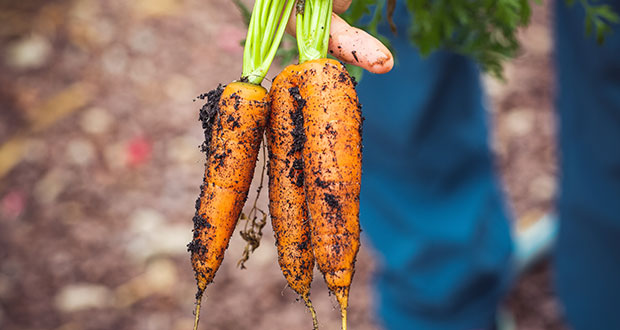 Im Fokus sind drei Karotten, die gerade frisch geerntet wurden und deshalb noch mit Erde beschmutzt sind.